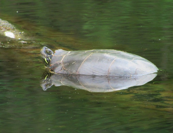 Midland Painted Turtle